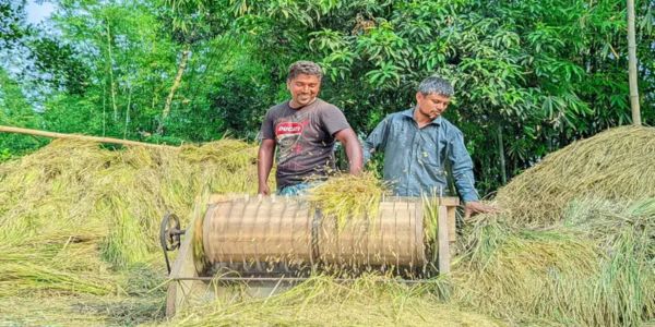 গাইবান্ধায় ফসলের মাঠে পৌঁছায়নি আধুনিক কৃষি প্রযুক্তি